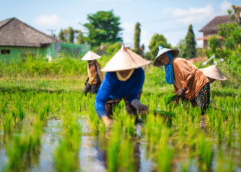 Peringkat Swasembada Pangan Dunia dan Kebangkitan Indonesia yang Mengejutkan
