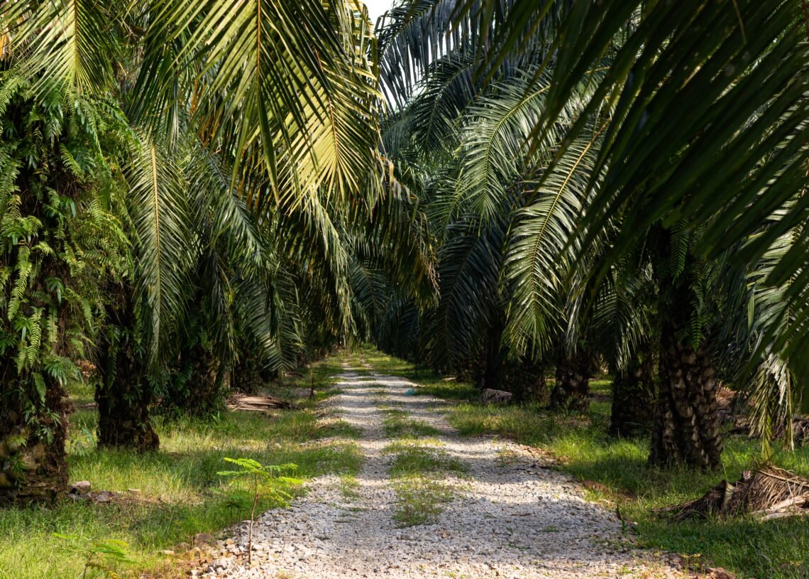 Sawit Kaltim: Dari Kebun ke Kehidupan, Mutu Inklusif Jadi Jalan Bersama